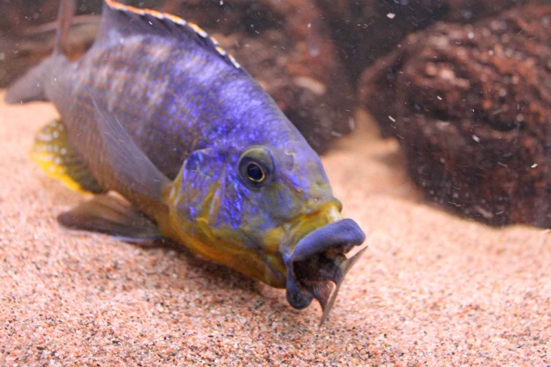 Protomelas sp. 'mbenji thick-lip' Mbenji Island